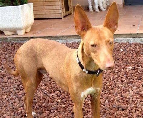 cachorros de podenco andaluz gratis|podenco canario.